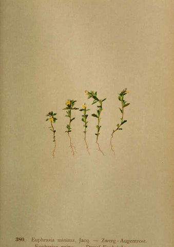 Reproducción/Reproduction 6389290967: Atlas de la flora alpine 4. Genève,Georg & Co.,1899