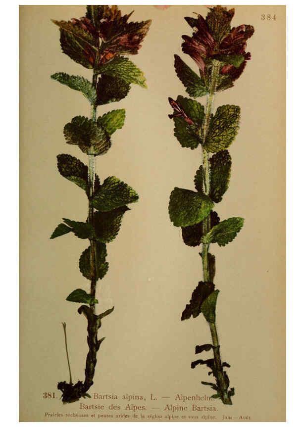 Reproducción/Reproduction 6389291507: Atlas de la flora alpine 4. Genève,Georg & Co.,1899