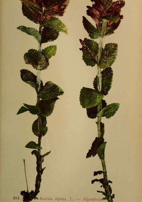Reproducción/Reproduction 6389291507: Atlas de la flora alpine 4. Genève,Georg & Co.,1899