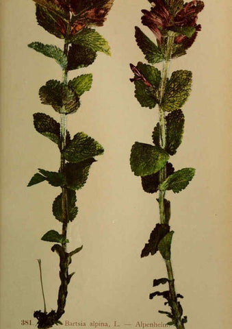 Reproducción/Reproduction 6389291507: Atlas de la flora alpine 4. Genève,Georg & Co.,1899