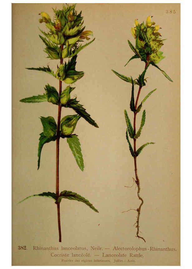 Reproducción/Reproduction 6389292057: Atlas de la flora alpine 4. Genève,Georg & Co.,1899