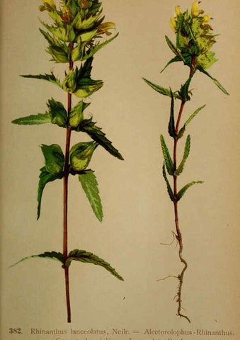 Reproducción/Reproduction 6389292057: Atlas de la flora alpine 4. Genève,Georg & Co.,1899