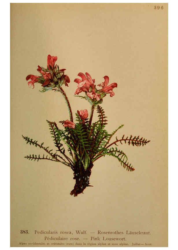 Reproducción/Reproduction 6389292599: Atlas de la flora alpine 4. Genève,Georg & Co.,1899