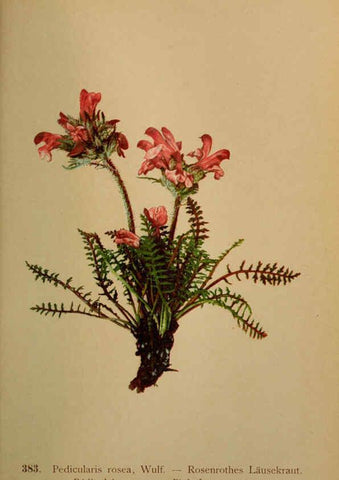 Reproducción/Reproduction 6389292599: Atlas de la flora alpine 4. Genève,Georg & Co.,1899