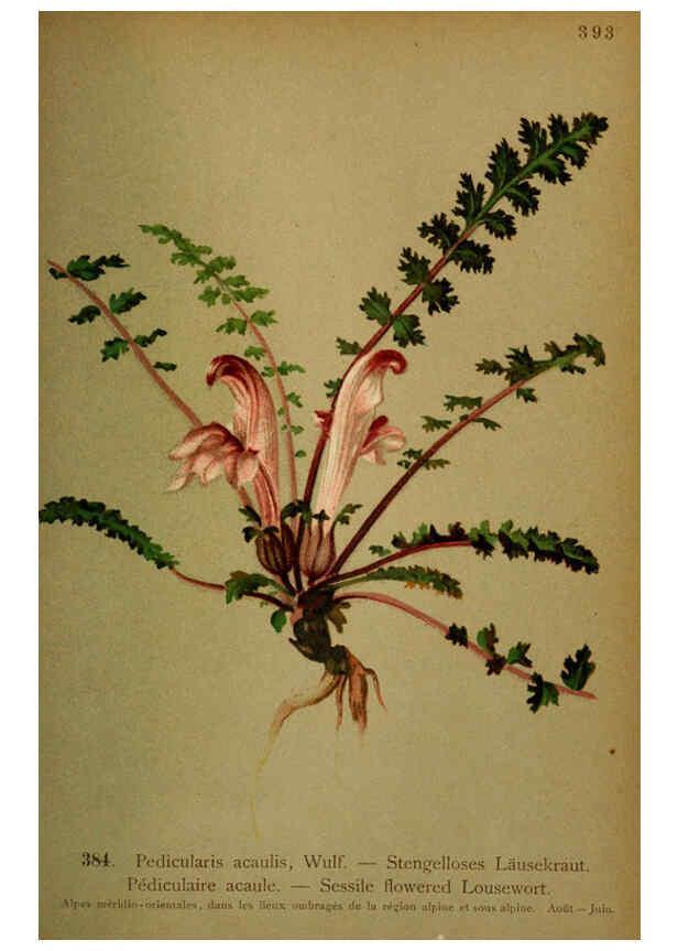 Reproducción/Reproduction 6389293185: Atlas de la flora alpine 4. Genève,Georg & Co.,1899