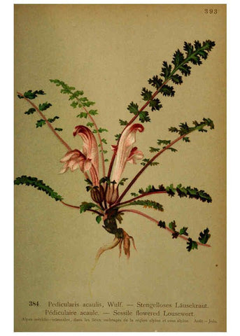 Reproducción/Reproduction 6389293185: Atlas de la flora alpine 4. Genève,Georg & Co.,1899