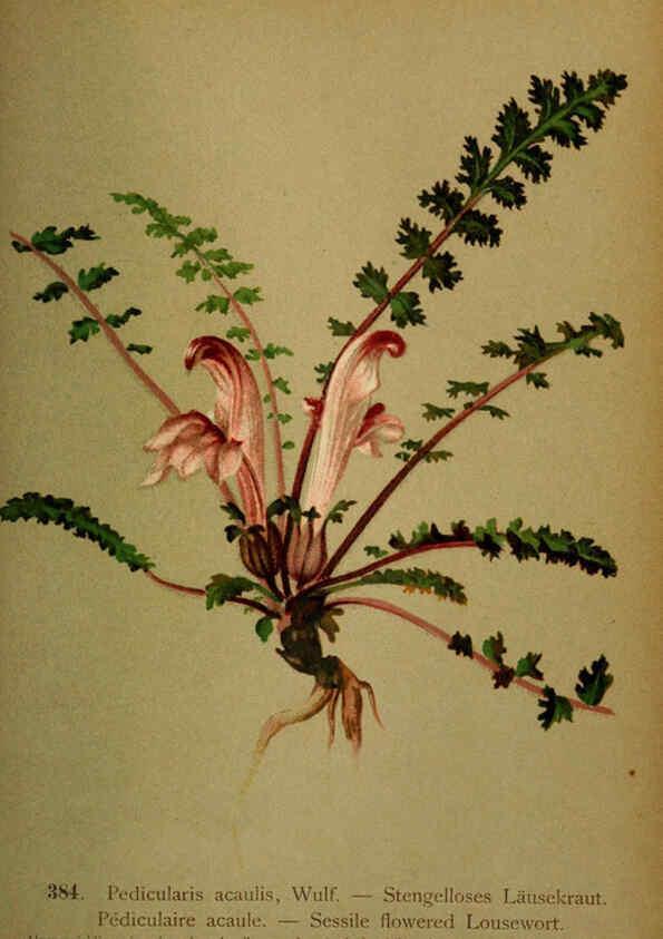 Reproducción/Reproduction 6389293185: Atlas de la flora alpine 4. Genève,Georg & Co.,1899