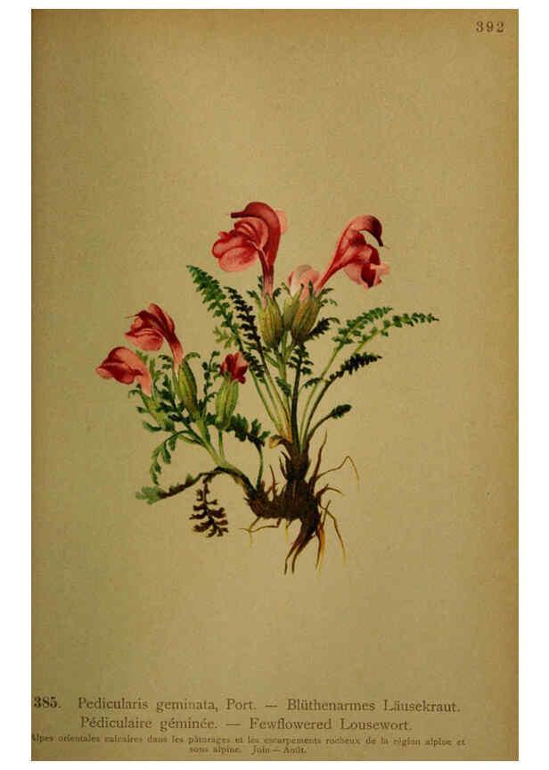 Reproducción/Reproduction 6389293767: Atlas de la flora alpine 4. Genève,Georg & Co.,1899