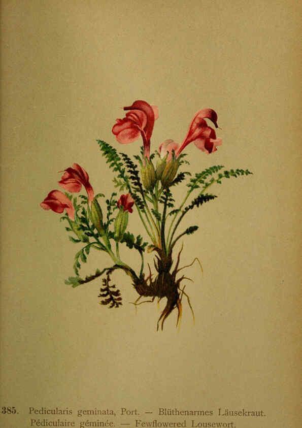 Reproducción/Reproduction 6389293767: Atlas de la flora alpine 4. Genève,Georg & Co.,1899