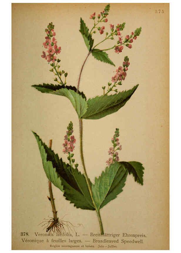 Reproducción/Reproduction 6389289545: Atlas de la flora alpine 4. Genève,Georg & Co.,1899
