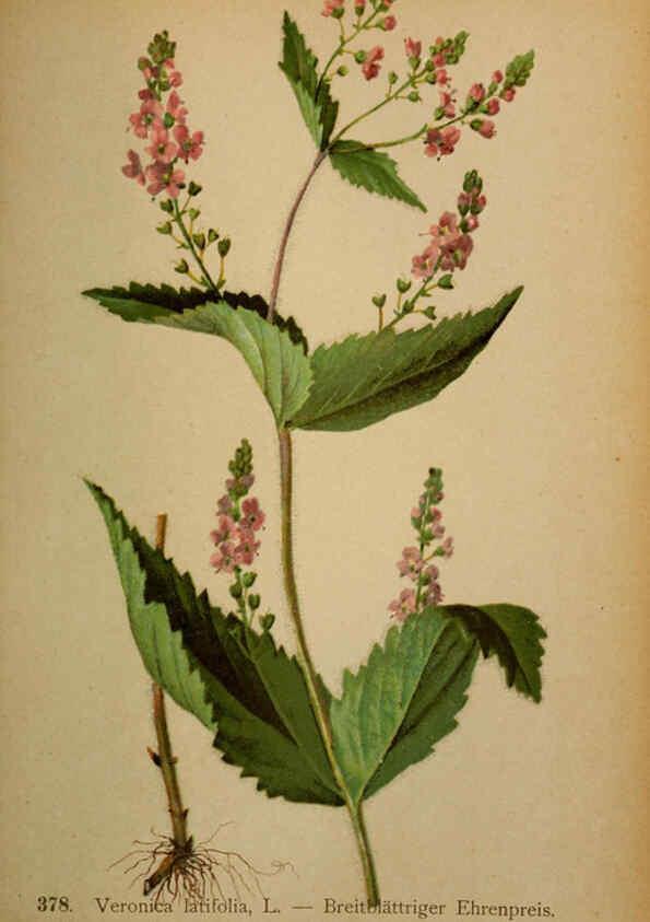 Reproducción/Reproduction 6389289545: Atlas de la flora alpine 4. Genève,Georg & Co.,1899