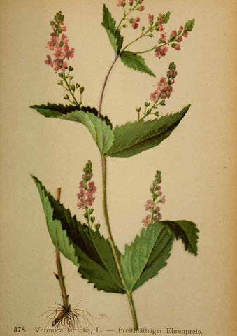 Reproducción/Reproduction 6389289545: Atlas de la flora alpine 4. Genève,Georg & Co.,1899