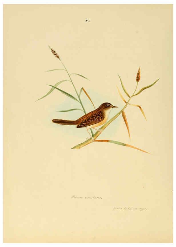 Reproducción/Reproduction 6418320417: Illustrations of Indian ornithology Madras :Printed by P.R. Hunt, American Mission Press,1847