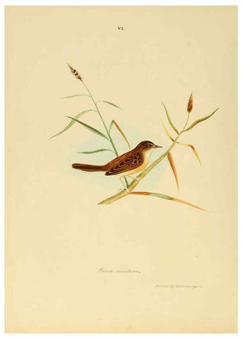 Reproducción/Reproduction 6418320417: Illustrations of Indian ornithology Madras :Printed by P.R. Hunt, American Mission Press,1847