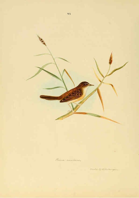 Reproducción/Reproduction 6418320417: Illustrations of Indian ornithology Madras :Printed by P.R. Hunt, American Mission Press,1847