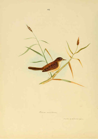 Reproducción/Reproduction 6418320417: Illustrations of Indian ornithology Madras :Printed by P.R. Hunt, American Mission Press,1847
