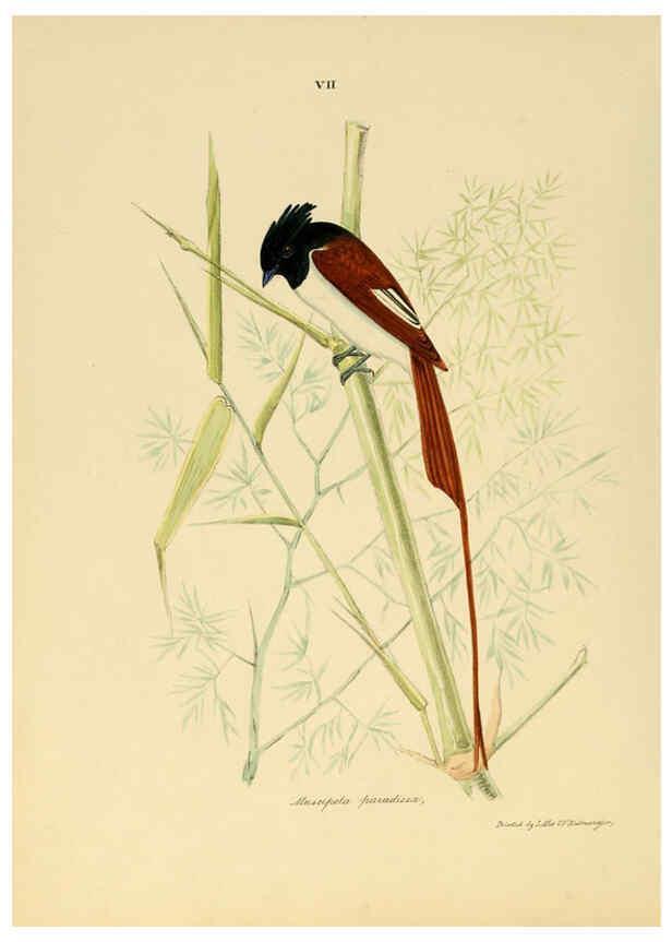 Reproducción/Reproduction 6418320759: Illustrations of Indian ornithology Madras :Printed by P.R. Hunt, American Mission Press,1847