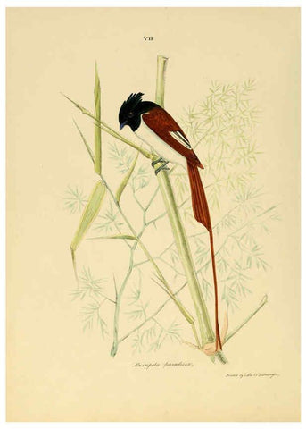 Reproducción/Reproduction 6418320759: Illustrations of Indian ornithology Madras :Printed by P.R. Hunt, American Mission Press,1847