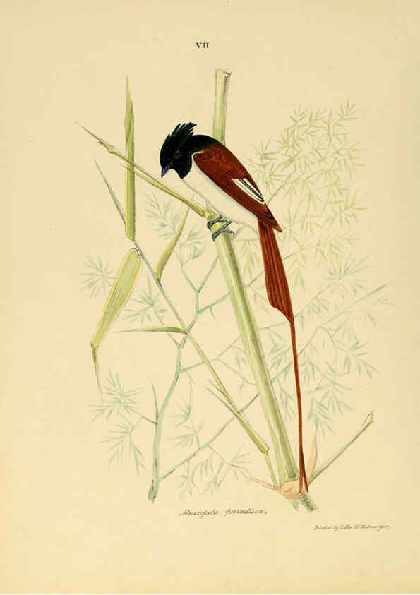 Reproducción/Reproduction 6418320759: Illustrations of Indian ornithology Madras :Printed by P.R. Hunt, American Mission Press,1847