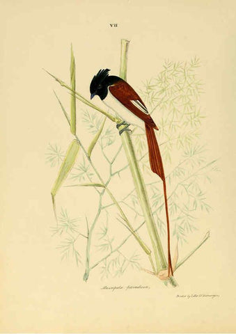 Reproducción/Reproduction 6418320759: Illustrations of Indian ornithology Madras :Printed by P.R. Hunt, American Mission Press,1847