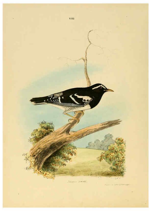 Reproducción/Reproduction 6418321235: Illustrations of Indian ornithology Madras :Printed by P.R. Hunt, American Mission Press,1847
