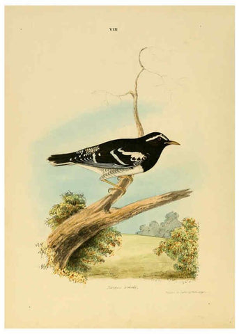 Reproducción/Reproduction 6418321235: Illustrations of Indian ornithology Madras :Printed by P.R. Hunt, American Mission Press,1847
