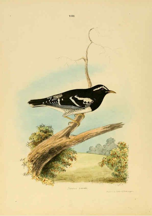 Reproducción/Reproduction 6418321235: Illustrations of Indian ornithology Madras :Printed by P.R. Hunt, American Mission Press,1847