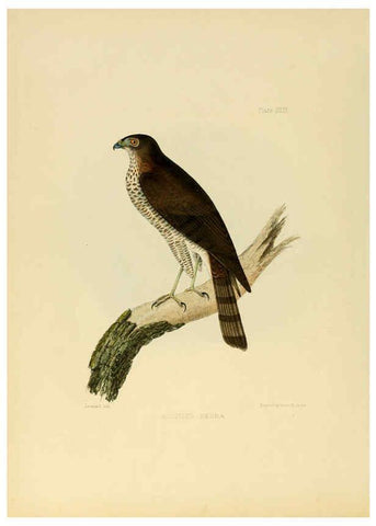 Reproducción/Reproduction 6418328537: Illustrations of Indian ornithology Madras :Printed by P.R. Hunt, American Mission Press,1847