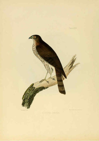 Reproducción/Reproduction 6418328537: Illustrations of Indian ornithology Madras :Printed by P.R. Hunt, American Mission Press,1847