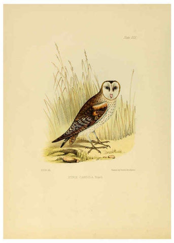 Reproducción/Reproduction 6418328855: Illustrations of Indian ornithology Madras :Printed by P.R. Hunt, American Mission Press,1847