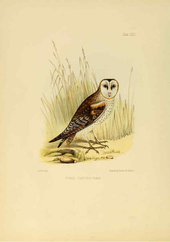 Reproducción/Reproduction 6418328855: Illustrations of Indian ornithology Madras :Printed by P.R. Hunt, American Mission Press,1847