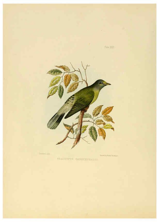 Reproducción/Reproduction 6418329345: Illustrations of Indian ornithology Madras :Printed by P.R. Hunt, American Mission Press,1847