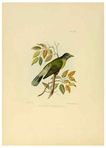 Reproducción/Reproduction 6418329345: Illustrations of Indian ornithology Madras :Printed by P.R. Hunt, American Mission Press,1847
