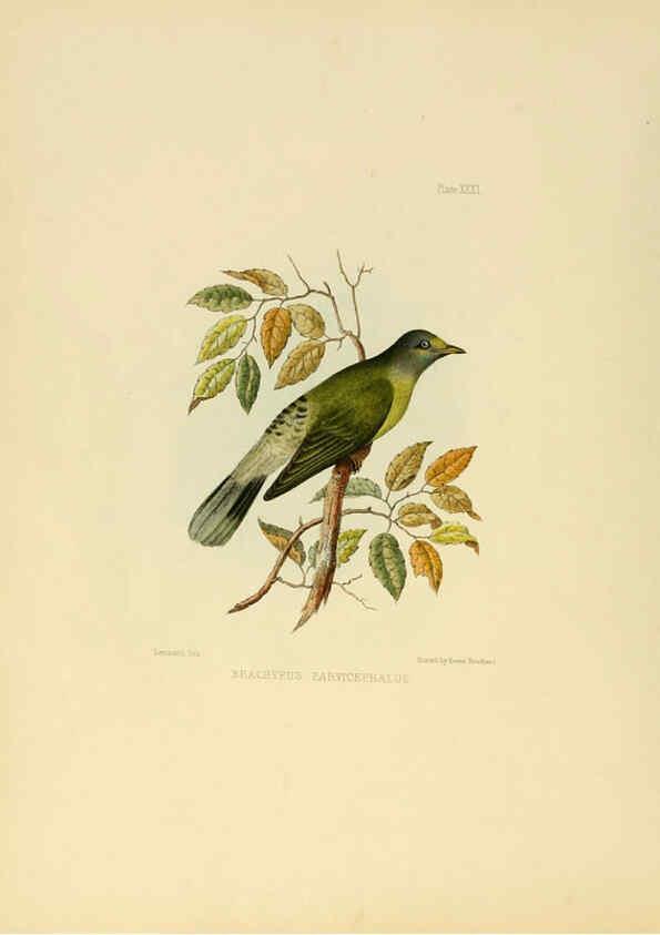 Reproducción/Reproduction 6418329345: Illustrations of Indian ornithology Madras :Printed by P.R. Hunt, American Mission Press,1847