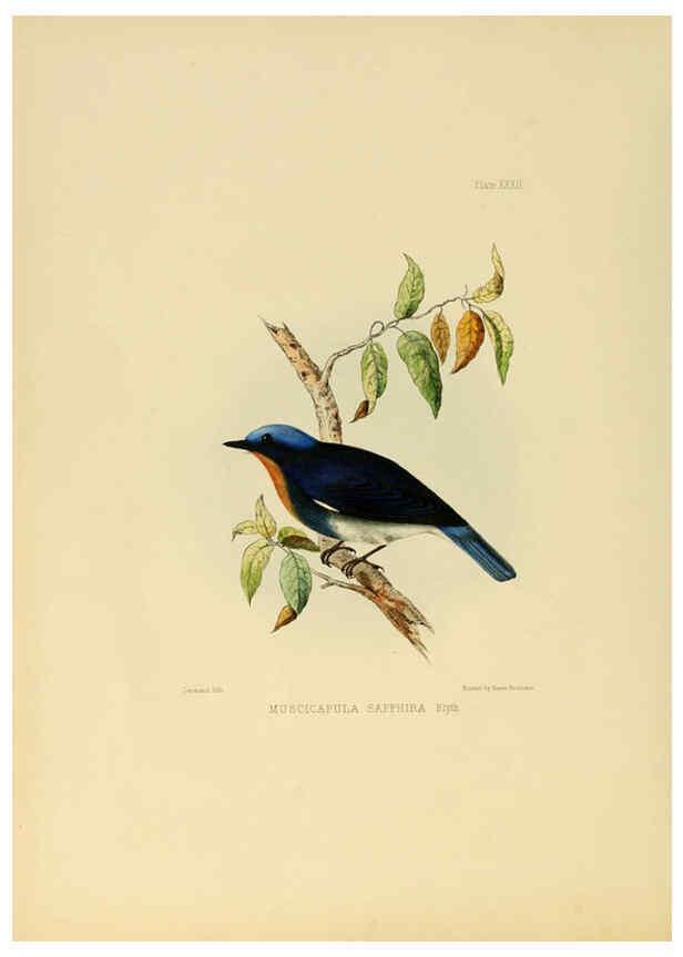 Reproducción/Reproduction 6418329815: Illustrations of Indian ornithology Madras :Printed by P.R. Hunt, American Mission Press,1847
