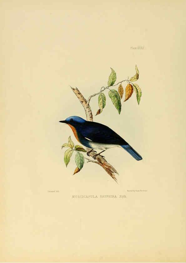 Reproducción/Reproduction 6418329815: Illustrations of Indian ornithology Madras :Printed by P.R. Hunt, American Mission Press,1847