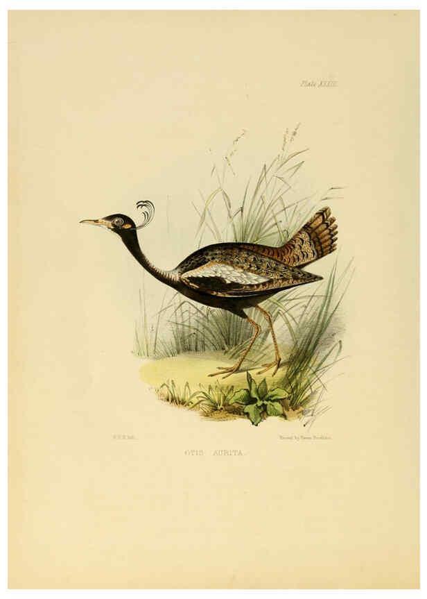 Reproducción/Reproduction 6418330093: Illustrations of Indian ornithology Madras :Printed by P.R. Hunt, American Mission Press,1847