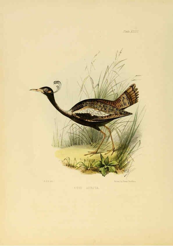 Reproducción/Reproduction 6418330093: Illustrations of Indian ornithology Madras :Printed by P.R. Hunt, American Mission Press,1847