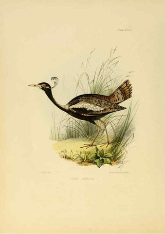 Reproducción/Reproduction 6418330093: Illustrations of Indian ornithology Madras :Printed by P.R. Hunt, American Mission Press,1847