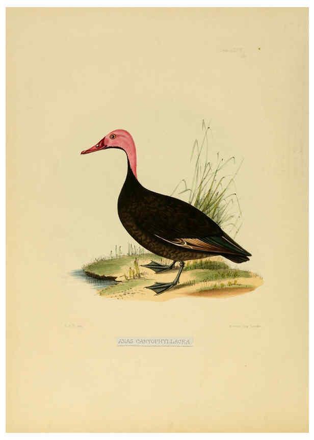 Reproducción/Reproduction 6418330543: Illustrations of Indian ornithology Madras :Printed by P.R. Hunt, American Mission Press,1847