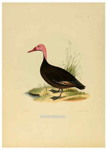 Reproducción/Reproduction 6418330543: Illustrations of Indian ornithology Madras :Printed by P.R. Hunt, American Mission Press,1847