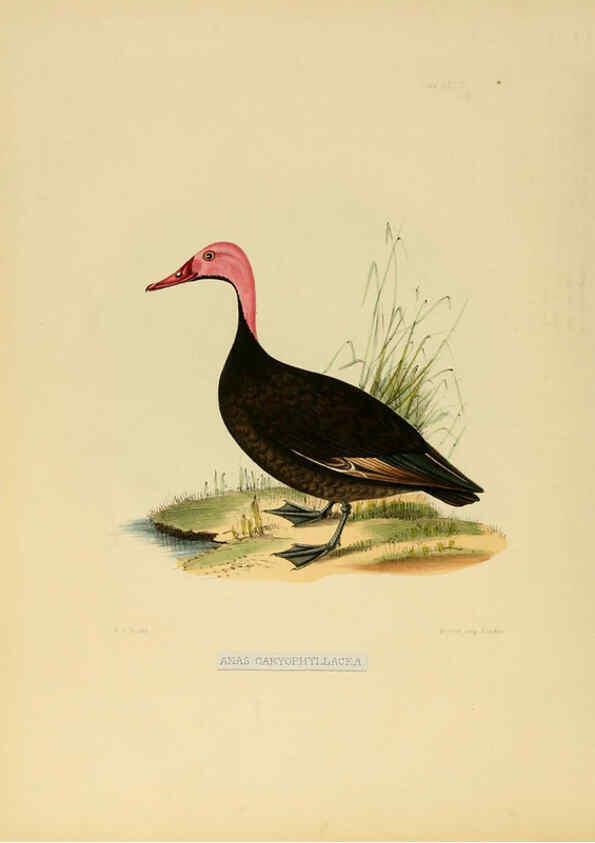Reproducción/Reproduction 6418330543: Illustrations of Indian ornithology Madras :Printed by P.R. Hunt, American Mission Press,1847
