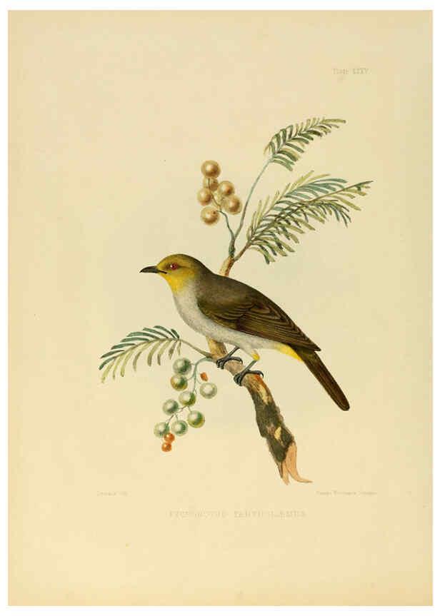 Reproducción/Reproduction 6418331005: Illustrations of Indian ornithology Madras :Printed by P.R. Hunt, American Mission Press,1847