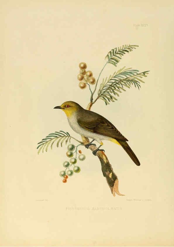 Reproducción/Reproduction 6418331005: Illustrations of Indian ornithology Madras :Printed by P.R. Hunt, American Mission Press,1847