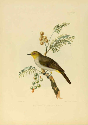 Reproducción/Reproduction 6418331005: Illustrations of Indian ornithology Madras :Printed by P.R. Hunt, American Mission Press,1847