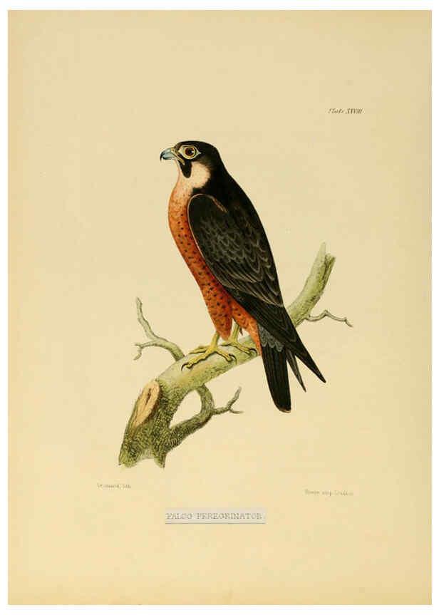 Reproducción/Reproduction 6418328183: Illustrations of Indian ornithology Madras :Printed by P.R. Hunt, American Mission Press,1847