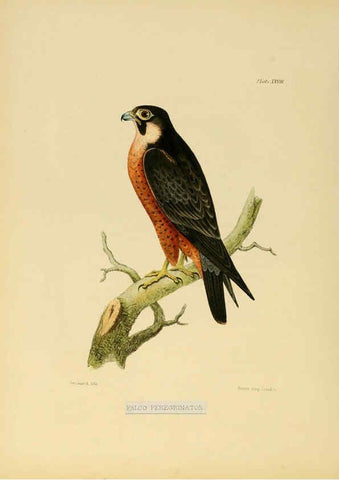 Reproducción/Reproduction 6418328183: Illustrations of Indian ornithology Madras :Printed by P.R. Hunt, American Mission Press,1847