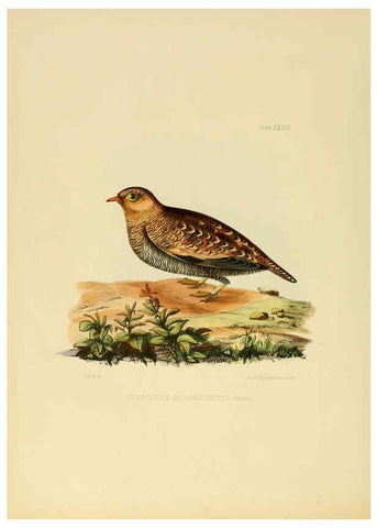 Reproducción/Reproduction 6418331301: Illustrations of Indian ornithology Madras :Printed by P.R. Hunt, American Mission Press,1847