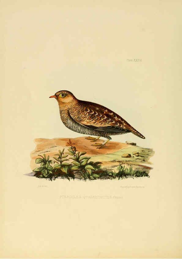 Reproducción/Reproduction 6418331301: Illustrations of Indian ornithology Madras :Printed by P.R. Hunt, American Mission Press,1847