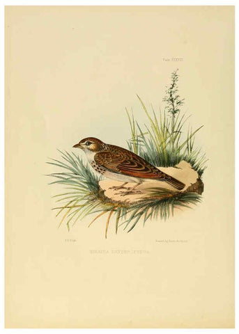 Reproducción/Reproduction 6418331929: Illustrations of Indian ornithology Madras :Printed by P.R. Hunt, American Mission Press,1847